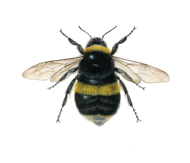 Bombus terrestris